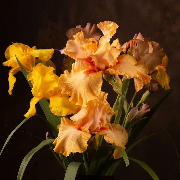 Iris Jaune Vif Frais Fleurs Printemps Pour Félicitations — Photo