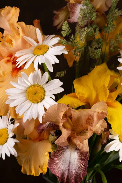 Íris Amarelas Brilhantes Frescas Camomila Flores Primavera Congratulações — Fotografia de Stock