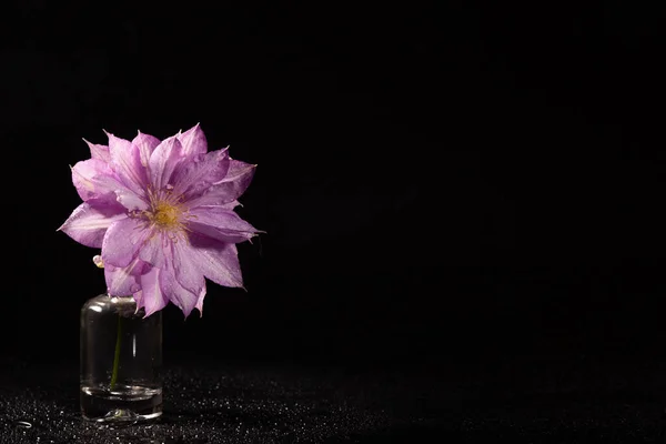 Flieder Clematis Blume Auf Dunklem Hintergrund Und Tropfen — Stockfoto