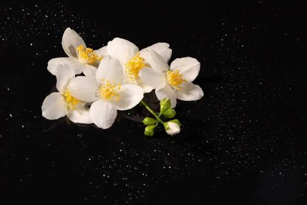 Flores Jazmín Blanco Sobre Fondo Negro — Foto de Stock