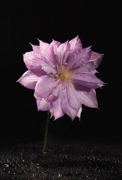 Flor Clematis Lila Sobre Fondo Oscuro Gotas — Foto de Stock