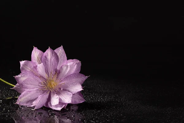 Lilac Clematis Květ Tmavém Pozadí Kapky — Stock fotografie