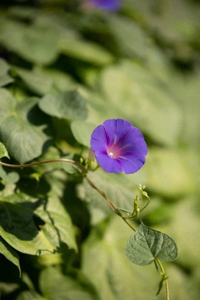 Gloria Púrpura Mañana Floreciendo Jardín Día Verano — Foto de Stock