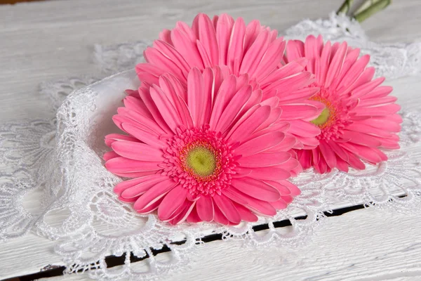 Schöne Gerbera-Blume — Stockfoto