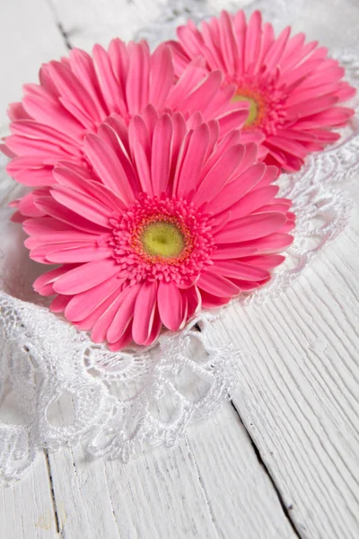 Hermosa flor de gerberas —  Fotos de Stock