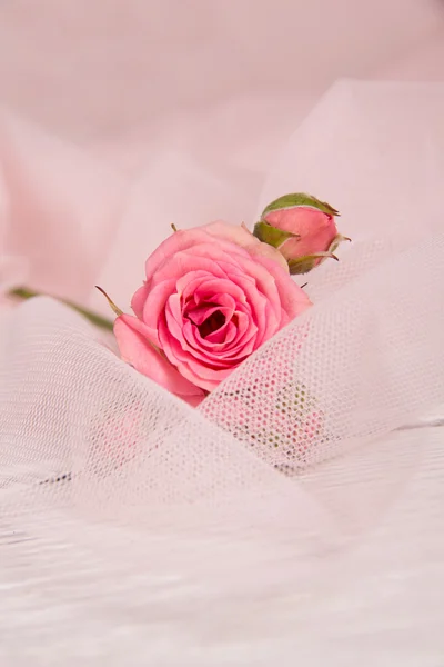 Rosa fresca — Foto de Stock