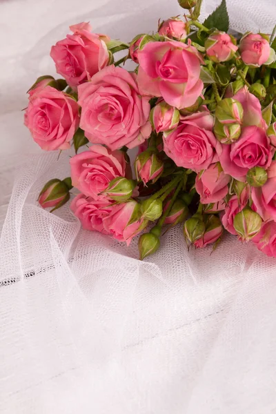 Rosa rosa fresca — Foto Stock
