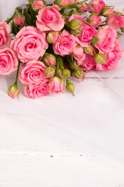 Frische rosa Rose — Stockfoto