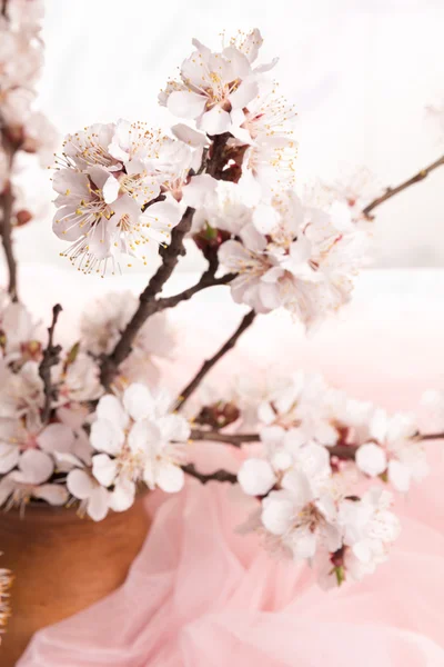 Branche de fleurs abricots — Photo