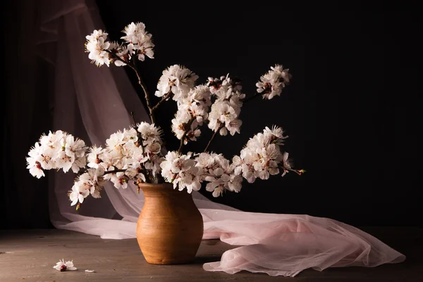 Ramo di fiori albicocche — Foto Stock