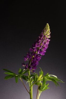  çiçekler lupine