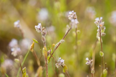 Çayır üzerinde mavi çiçekler