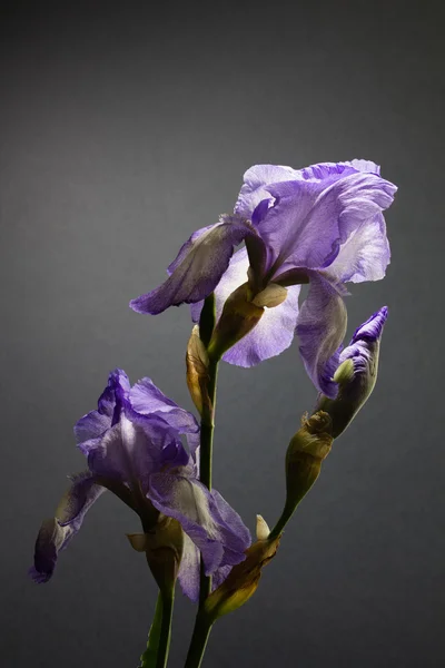 Blommor Iris — Stockfoto