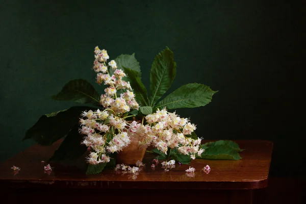 Still life with flowering chestnut tree — Stock Photo, Image