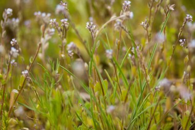 Çayır üzerinde mavi çiçekler