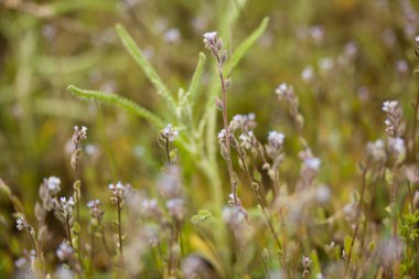Çayır üzerinde mavi çiçekler