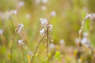 Çayır üzerinde mavi çiçekler