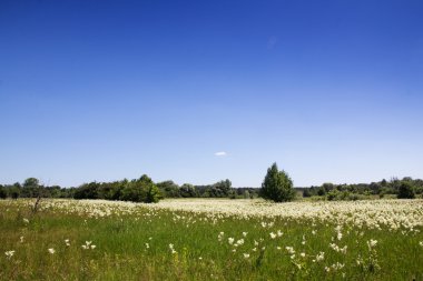 Çayır üzerinde mavi çiçekler
