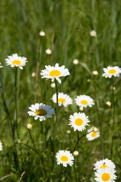 Blue flowers on to the meadow — Stock Photo, Image