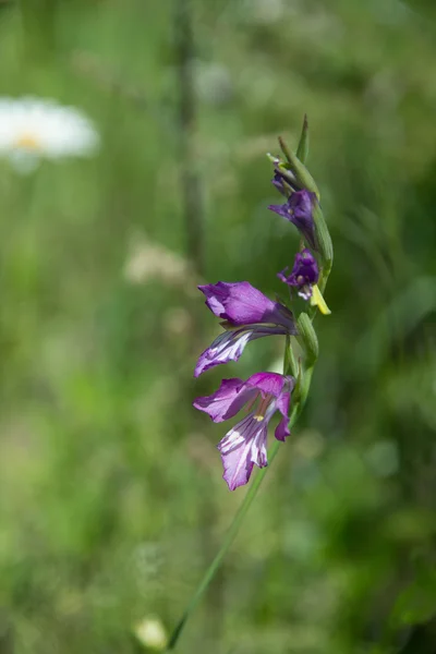 牧草地にネイティブの花 — ストック写真