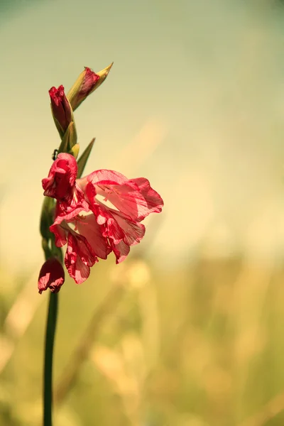 野生花卉到草地上 — 图库照片