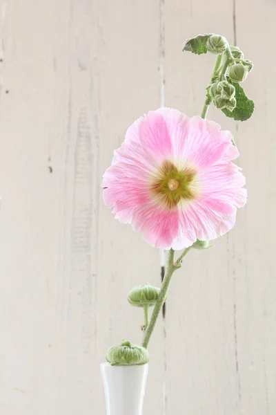 Λεπτή ροζ λουλούδι — Φωτογραφία Αρχείου