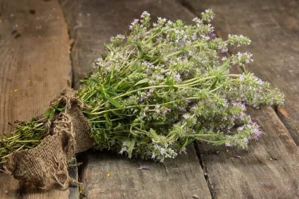 Blooming thyme — Stock Photo, Image