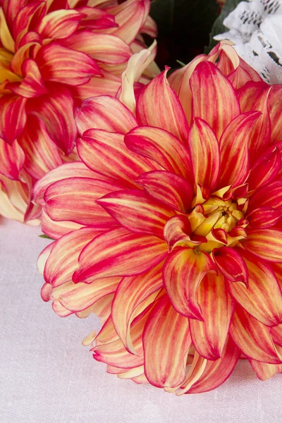 Röd-gul dahlia — Stockfoto