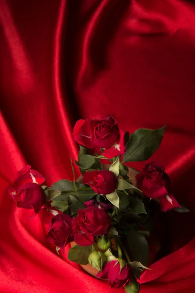 Rosa rossa fresca — Foto Stock