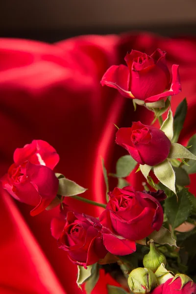 Friss piros rózsa — Stock Fotó