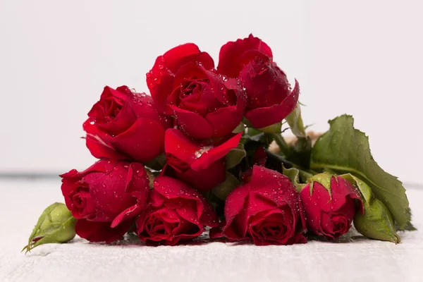 Frische rote Rose — Stockfoto