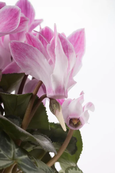 Verse roze cyclamen — Stockfoto