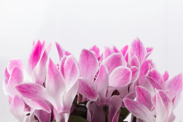 Frische rosa Cyclamen — Stockfoto