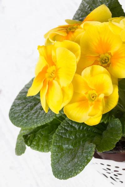 Taze sarı çuha çiçeği — Stok fotoğraf