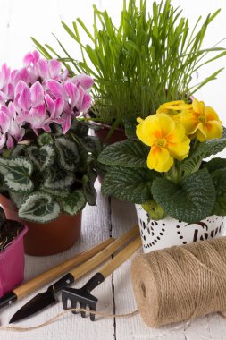 Houseplants için bakım