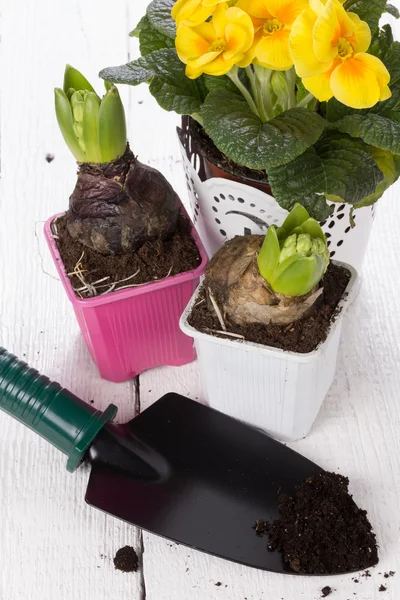 Pflege von Zimmerpflanzen — Stockfoto