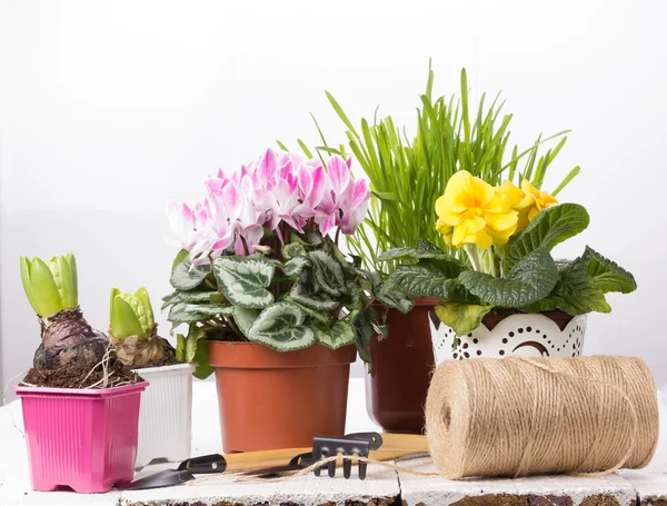 El cuidado de las plantas de interior —  Fotos de Stock