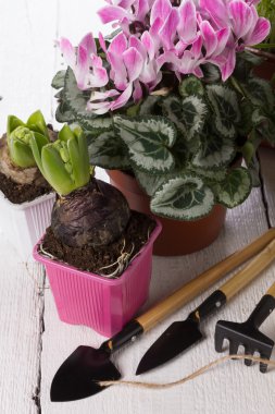 Houseplants için bakım