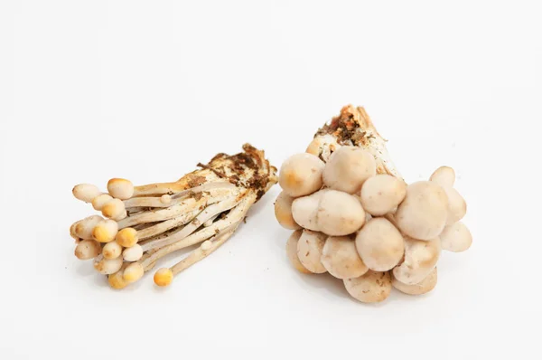 Immagine Funghi Sfondo Bianco — Foto Stock