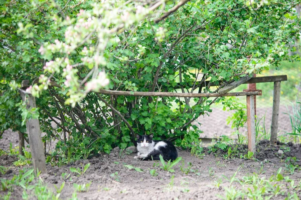 Image Black White Cat Outdoors — Stock Photo, Image