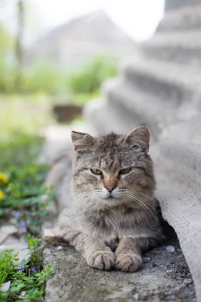 Image Grey Cat Outdoors — Stock Photo, Image