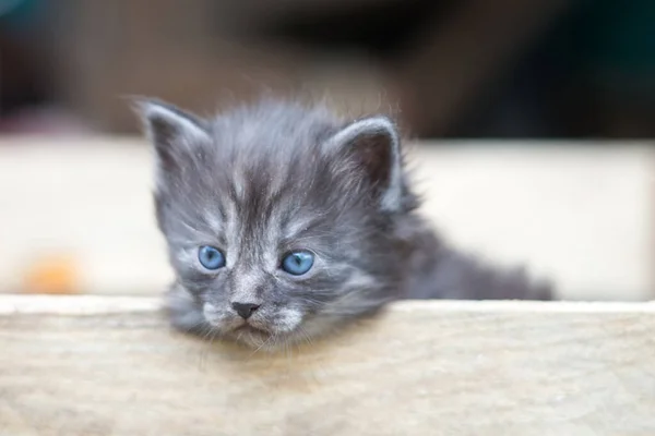 Image Grey Little Cat Box — Stock Photo, Image