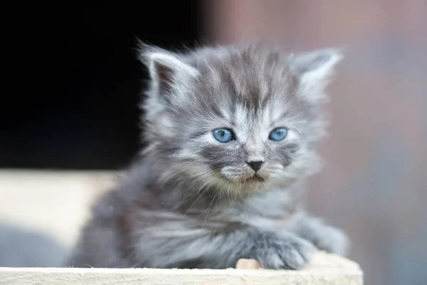 Image Grey Kitten Outdoor — Stock Photo, Image