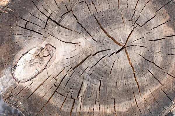 Part Cut Tree Trunk Annual Rings — Stock Photo, Image