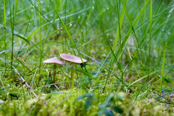 Una Imagen Hongos Bosque — Foto de Stock