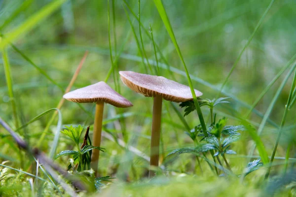 Una Imagen Hongos Bosque — Foto de Stock