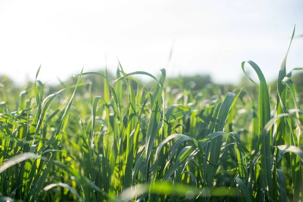 Immagine Erba Verde Vista Vicino — Foto Stock