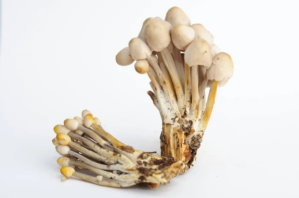 白色背景下的蘑菇形象 图库图片
