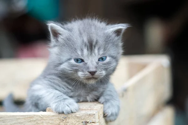 箱の中の小さな子猫のイメージ ストック画像