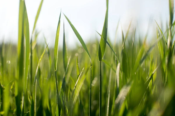 Green Grass Outdoors Close View Stock Image